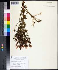 Sabatia angularis image