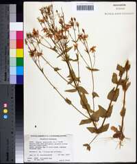 Sabatia angularis image