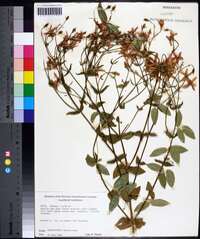 Sabatia angularis image