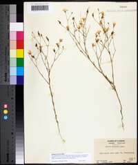 Sabatia brevifolia image