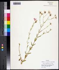 Sabatia campanulata image