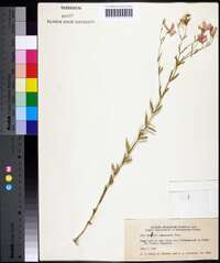 Sabatia campanulata image