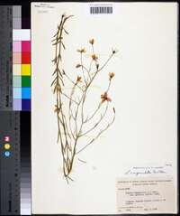 Sabatia campanulata image