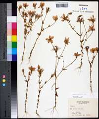 Sabatia campestris image