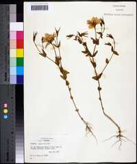 Sabatia campestris image