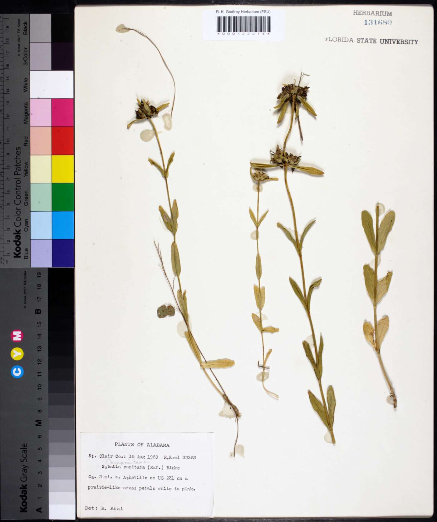 Sabatia capitata image