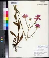 Sabatia decandra image