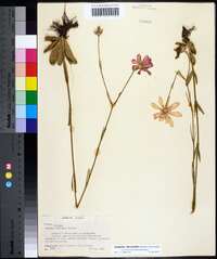 Sabatia decandra image