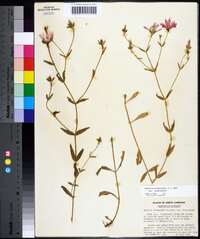 Sabatia dodecandra image