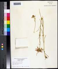 Sabatia gentianoides image