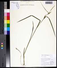 Carex lonchocarpa image