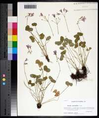 Oxalis articulata image