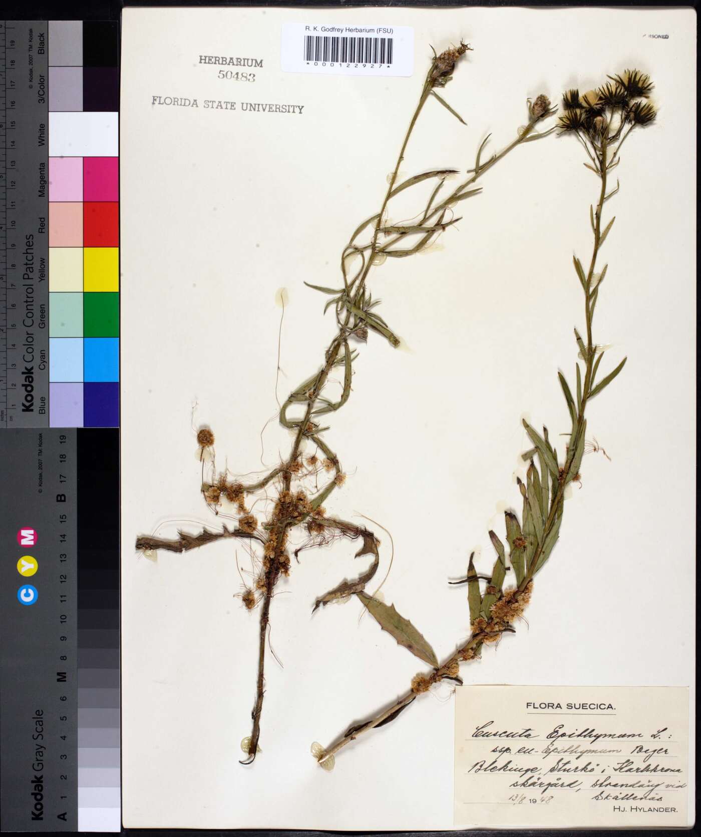 Cuscuta epithymum image