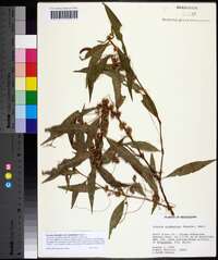 Cuscuta obtusiflora var. glandulosa image