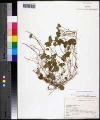 Dichondra carolinensis image