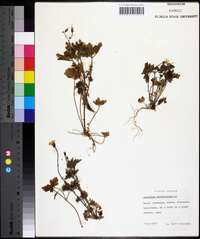 Geranium robertianum image