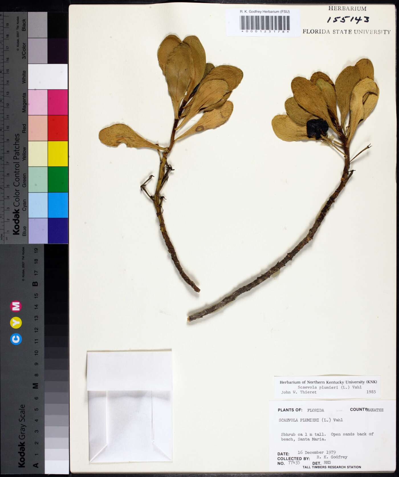 Scaevola plumieri image