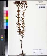 Hypericum cistifolium image