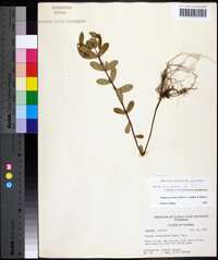 Hypericum crux-andreae image