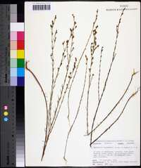 Hypericum drummondii image