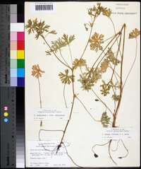 Geranium texanum image