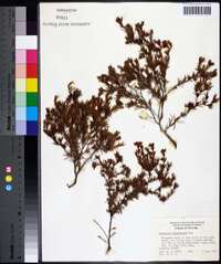 Hypericum fasciculatum image