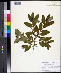 Hypericum frondosum image