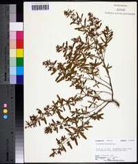 Hypericum galioides image