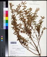 Hypericum galioides image