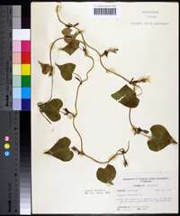 Ipomoea lacunosa image