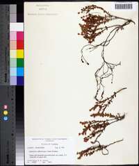 Hypericum suffruticosum image