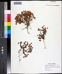 Hypericum suffruticosum image