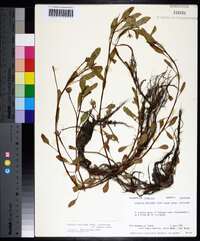 Ludwigia peploides image