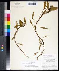 Ludwigia peploides subsp. glabrescens image