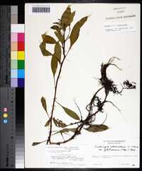 Ludwigia peploides subsp. glabrescens image