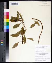 Ludwigia peploides subsp. glabrescens image