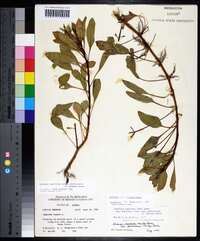 Ludwigia peploides subsp. glabrescens image