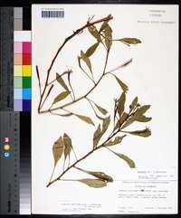 Ludwigia peploides subsp. glabrescens image