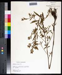 Ludwigia pilosa image