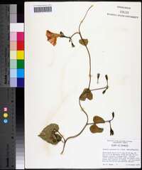 Ipomoea purpurea image