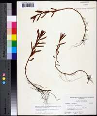Proserpinaca palustris image
