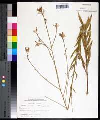 Oenothera gaura image