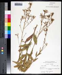 Oenothera gaura image