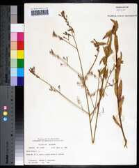 Oenothera gaura image