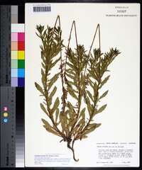 Oenothera sinuosa image