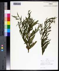 Ludwigia decurrens image