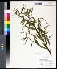 Ludwigia decurrens image