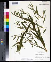 Ludwigia decurrens image