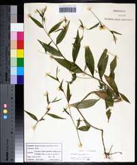 Ludwigia decurrens image