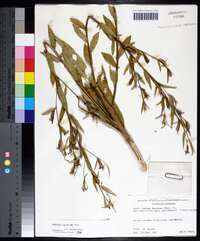 Ludwigia decurrens image